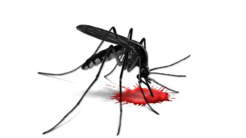 Malaria - przebieg, objawy, leczenie Komar