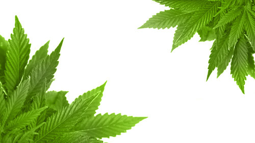 Liście marihuany