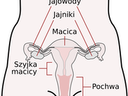 Schemat kobiecego narządu rodnego